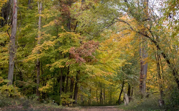 Bomen Net Begonnen Schakelen Kleuren Herfst Michigan Usa — Stockfoto