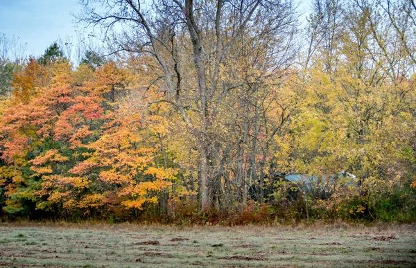 Filas Colores Los Árboles Michigan —  Fotos de Stock