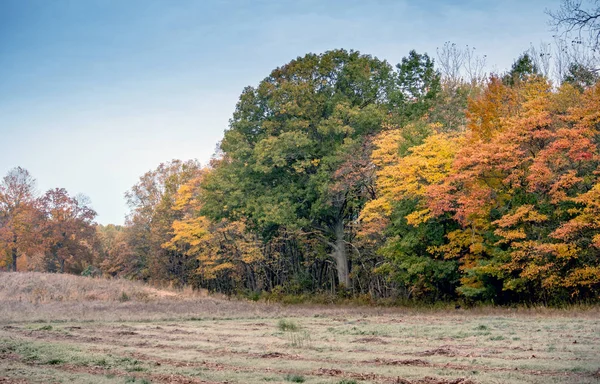 beautiful fall trees and a fall field in Michigan USA