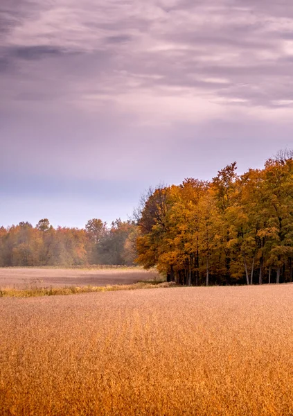 密歇根州的秋天的金色田野是由五颜六色的秋天森林和美丽多云的天空所包围的吗 — 图库照片