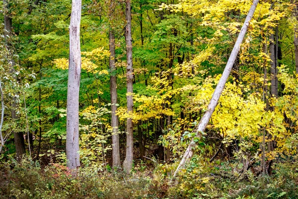 Árboles Otoño Brillantes Coloridos Michigan Estados Unidos —  Fotos de Stock