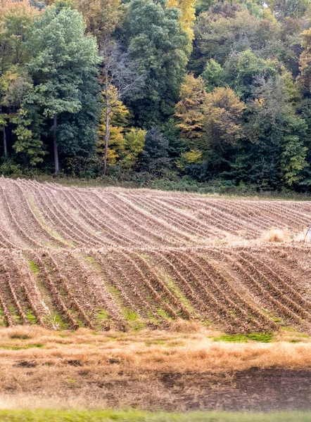 整齐的行创造了一个美丽的模式 在这个密歇根州秋天的领域 乌萨的农业 — 图库照片