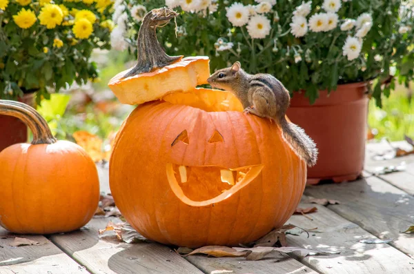 Piccolo Scoiattolo Siede Sul Bordo Una Zucca — Foto Stock