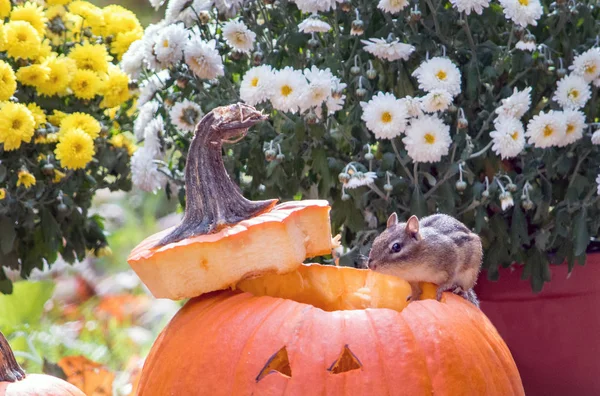 Een Chipmunk Wandelingen Langs Rand Van Een Oranje Pompoen Voor — Stockfoto