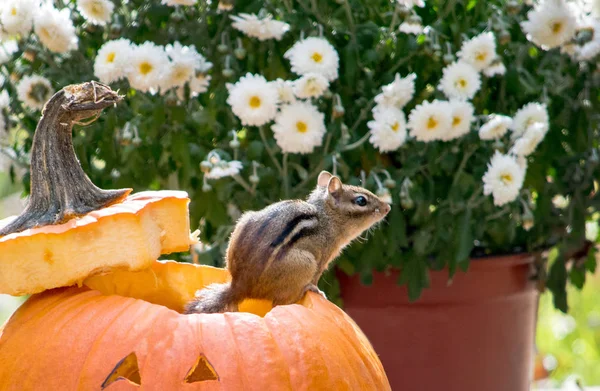 Ein Winziges Streifenhörnchen Genießt Die Aussicht Vom Rand Eines Orangefarbenen — Stockfoto