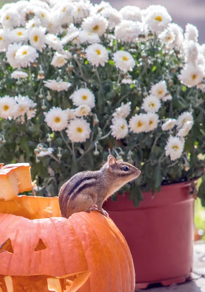 Een Kleine Chipmunk Zit Een Pompoen Rand Met Een Achtergrond — Stockfoto