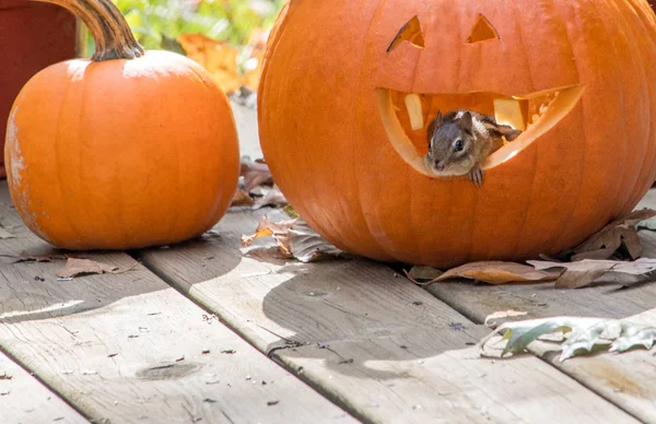 Een Gelukkig Chipmunk Leunt Uit Mond Van Een Grijnzende Hefboom — Stockfoto