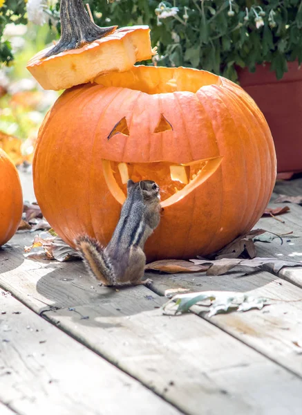 Roztomilá Malá Dýně Hledí Prostorný Interiér Této Halloween Dýně Připraven — Stock fotografie