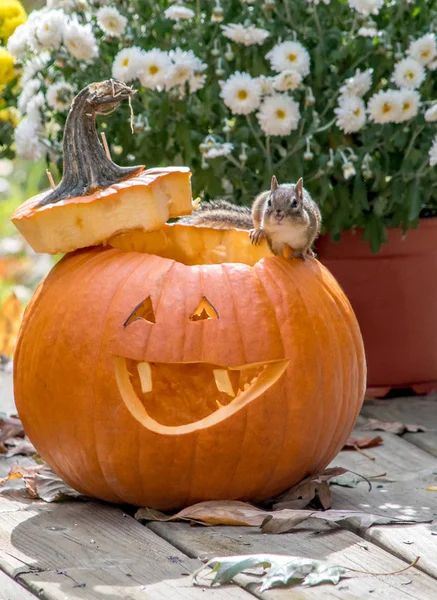 Milé Malé Veverky Představuje Úsměvem Jack Lucernou Pro Halloween — Stock fotografie