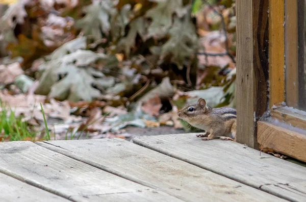 Shy Little Chipmunk Hies Edge House Porch — Stock Photo, Image