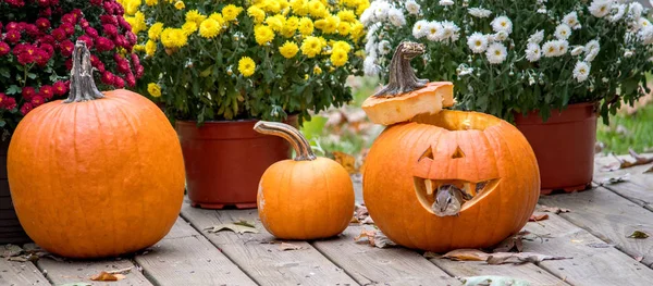 Questo Panorama Autunnale Mamme Zucche Ospite Aggiuntivo Piccolo Scoiattolo Felice — Foto Stock