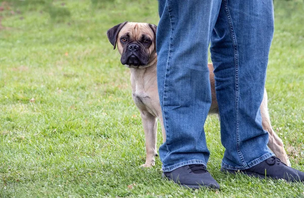 Cachorro Tímido Esconde Detrás Dueño Poco Asustado Pero Todavía Adorable —  Fotos de Stock