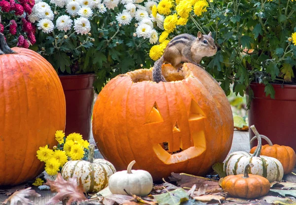 Ein Fettes Streifenhörnchen Hat Ein Volles Maul Mit Samen Von — Stockfoto