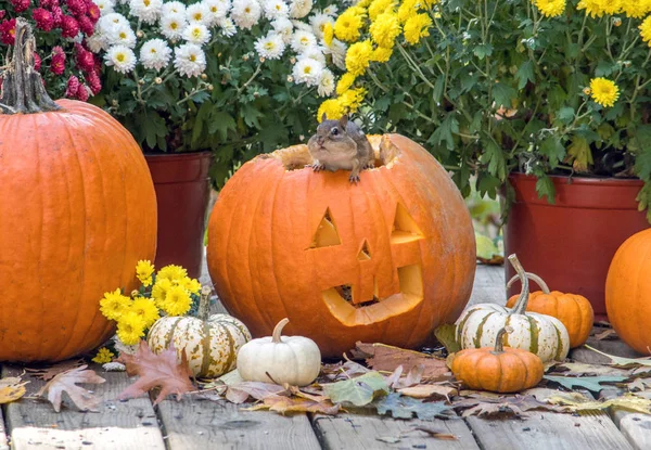 Een Kleine Chipmunk Klimt Uit Een Halloween Jack Lantern Kijkt — Stockfoto