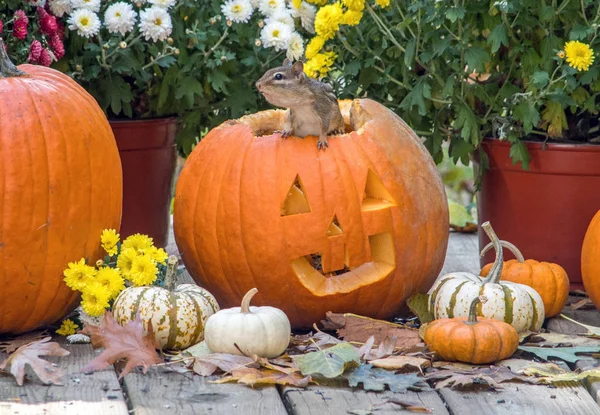 Roztomilá Malá Veverka Rozhlíží Pro Nebezpečí Horní Části Usmívající Halloween — Stock fotografie