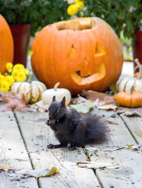 Nadýchané Černá Veverka Stojí Před Pádem Halloween Zátiší Maminek Dýně — Stock fotografie