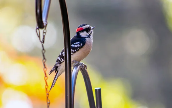 Pic Tête Rouge Brillant Est Assis Sur Une Perche Métallique — Photo