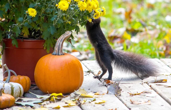 Een Grote Zwarte Eekhoorn Duurt Ruiken Val Bloemen Dit Charmante — Stockfoto