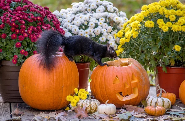 Cespuglioso Scoiattolo Nero Guarda Dentro Una Zucca Halloween Sorridente Qualsiasi — Foto Stock