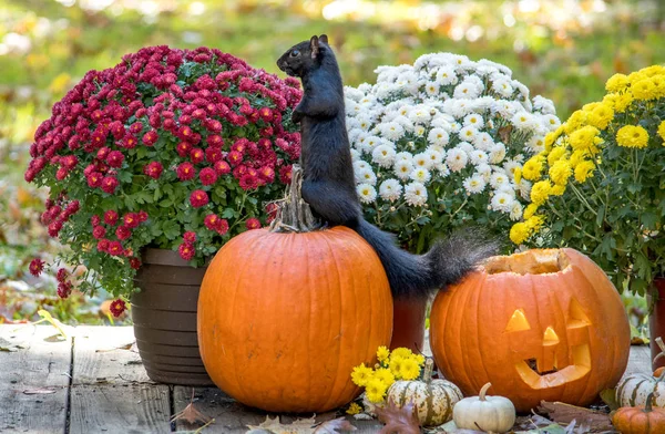 Een Zwarte Eekhoorn Staat Top Van Een Oranje Pompoen Zoek — Stockfoto