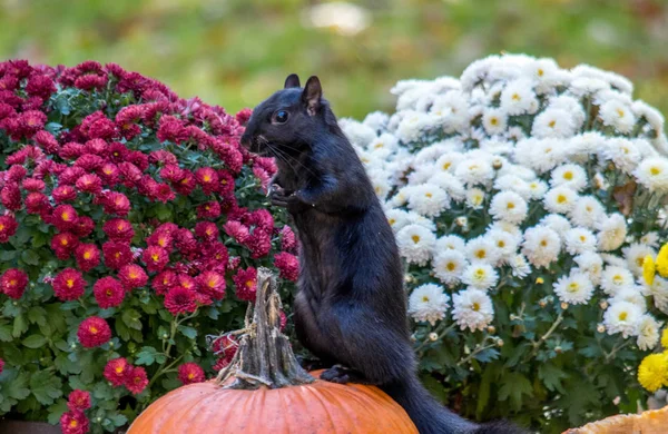 Ein Flauschiges Schwarzes Eichhörnchen Posiert Auf Einem Kürbis Hinter Ihm — Stockfoto