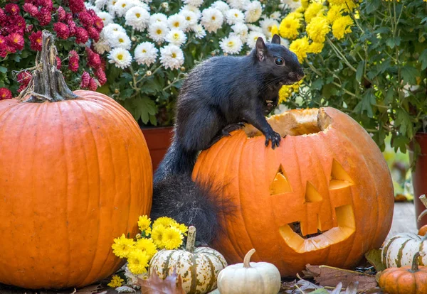 A big squirrel checks out the smiling Halloween pumpkin on the deck, looking for food