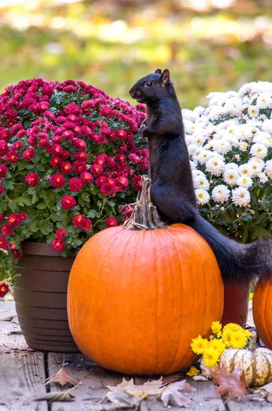 Grande Esquilo Preto Fica Uma Abóbora Queda Laranja Neste Bonito — Fotografia de Stock