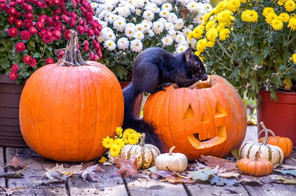 Ein Großes Eichhörnchen Speist Einem Halloween Dinner Aus Kürbiskernen — Stockfoto