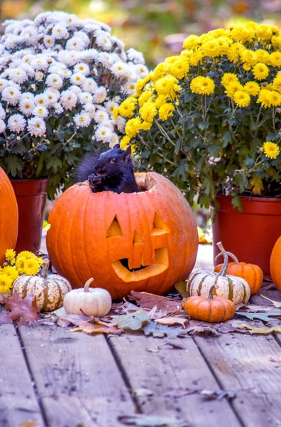 Černá Veverka Vyskočí Úsměvem Jack Lucernou Legrační Halloween Překvapení — Stock fotografie