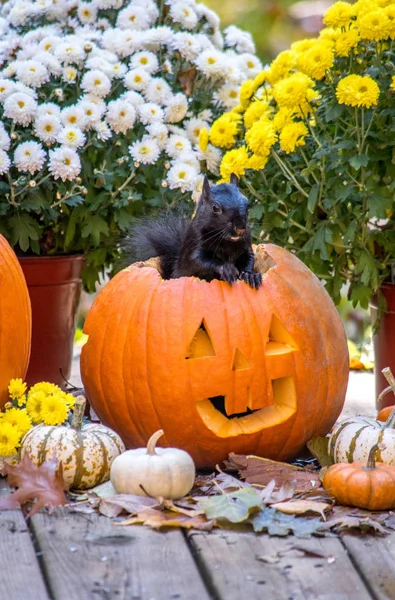 Dieses Flauschige Eichhörnchen Scheint Posieren Als Einem Grinsenden Halloween Kürbis — Stockfoto