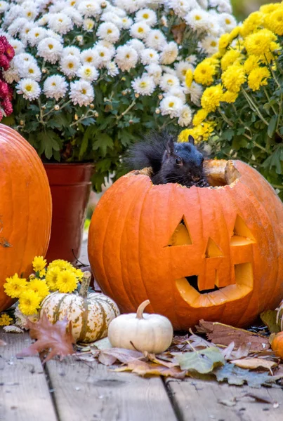 Een Zwarte Eekhoorn Verbergt Binnen Een Grote Halloween Pompoen Hoop — Stockfoto