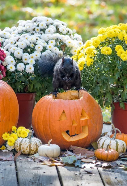 Velká Černá Veverka Rozkročí Halloween Dýně Žere Semena — Stock fotografie