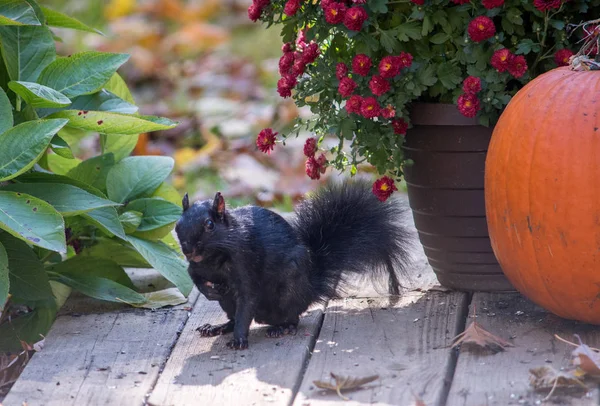 Ein Großes Eichhörnchen Ruht Inmitten Eines Stilllebens Aus Müttern Und — Stockfoto