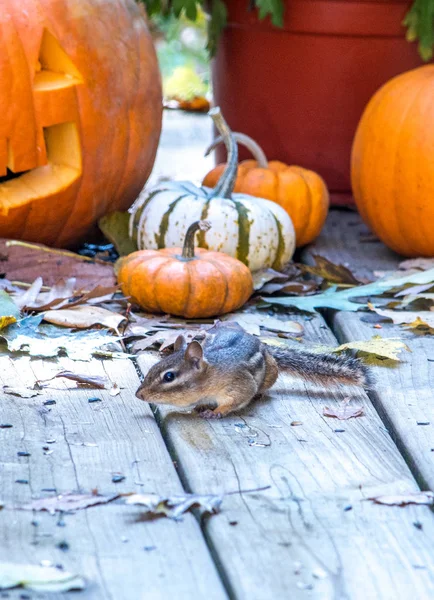 A tiny chipmunk scurries across a wood deck in front of colorful fall pumpkins