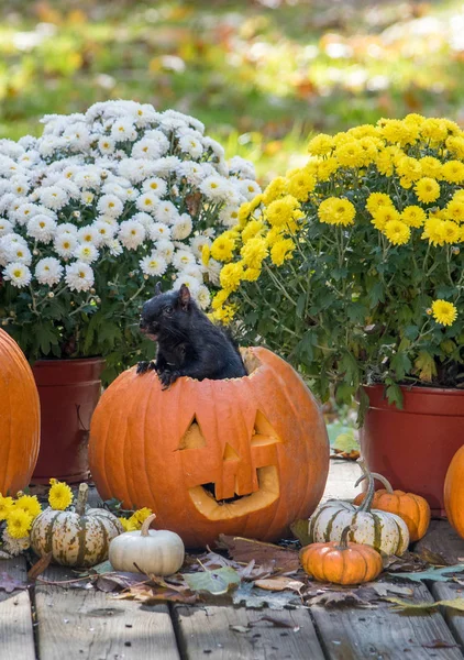 Bir Sincap Bir Halloween Balkabağı Natürmort Dışarı Çıkar — Stok fotoğraf
