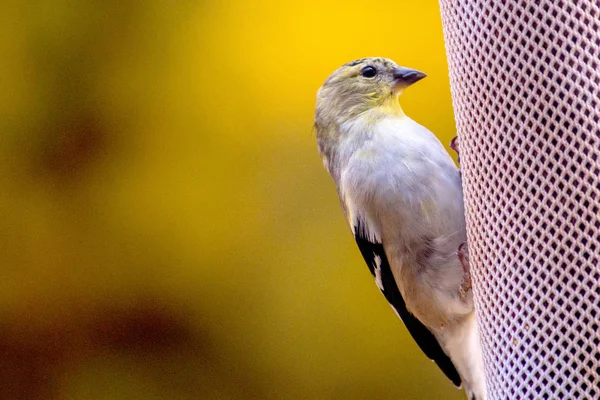 Zlatý Severoamerické Finch Konzumace Semen Ostropestřce Mariánského Vaku Podavač — Stock fotografie