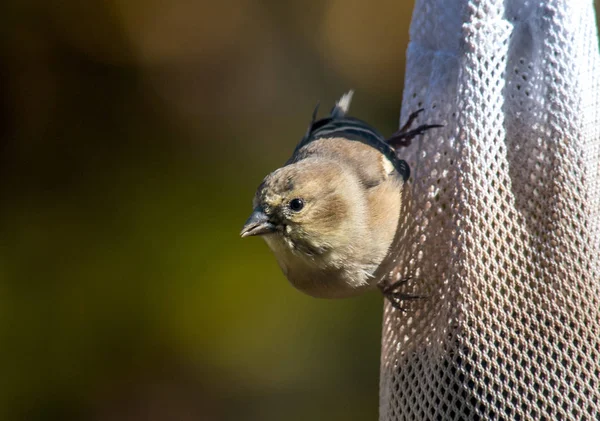 Zblízka Portrétní Rozkošný Malý Zlatý Finch Plnicí Sáček Semen Ostropestřce — Stock fotografie