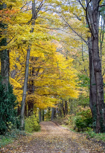 Hojas Roble Dorado Caen Camino Tierra Rural Michigan —  Fotos de Stock