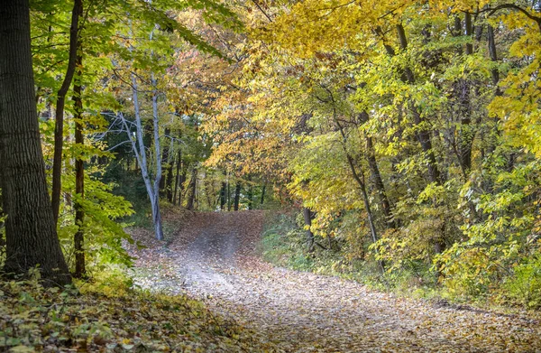 Camino Cubierto Hojas Corre Través Bosque Verde Dorado Michigan —  Fotos de Stock
