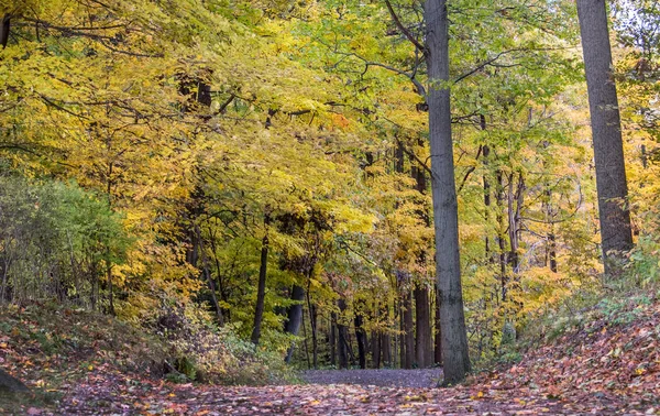 Zelené Zlaté Podzimní Les Michiganu Usa — Stock fotografie