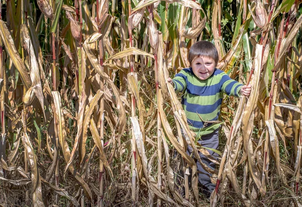 可爱的小男孩在农民的玉米地里玩捉迷藏 — 图库照片