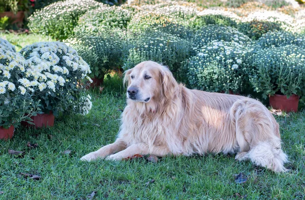 Lugn Hund Ligger Ett Landskap Kruka Krysantemum Vacker Höstdag — Stockfoto