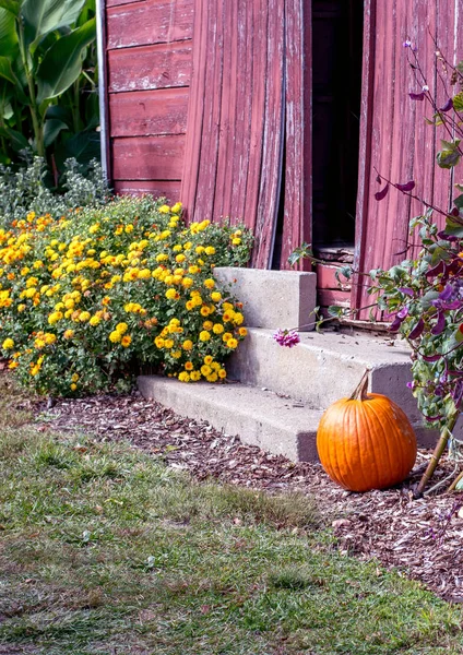 一步一步 一个质朴的红色谷仓 两侧是一个漂亮的黄色开花菊花和一个明亮的橙色南瓜 — 图库照片