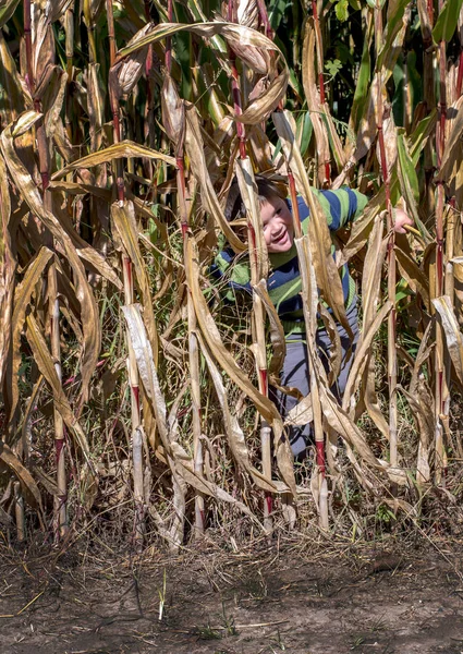 Hinterhältiger Kleiner Junge Versteckt Sich Hinter Hohen Maishalmen Auf Einem — Stockfoto