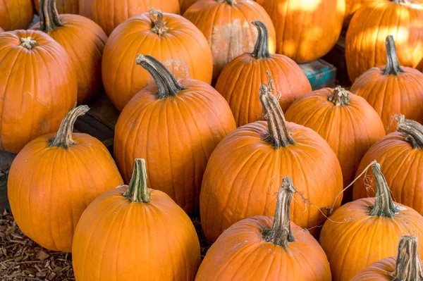 Fall Pumpkin Harvest Sale — Stock Photo, Image