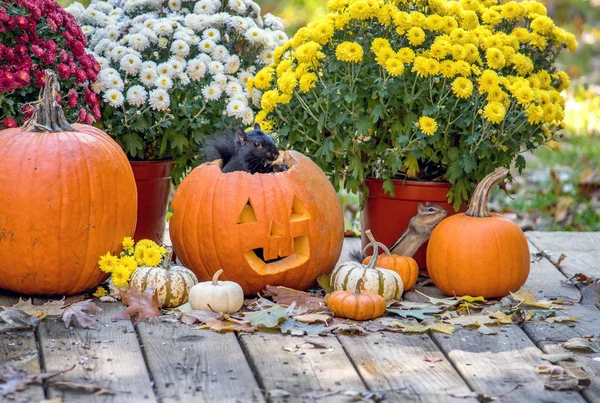 Black Squirrel Pops Out His Pumpkin House While Cute Little Stock Image