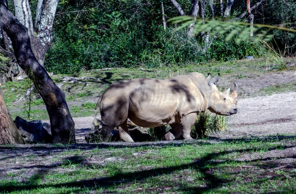 Rinoceronte grande em um habitat — Fotografia de Stock