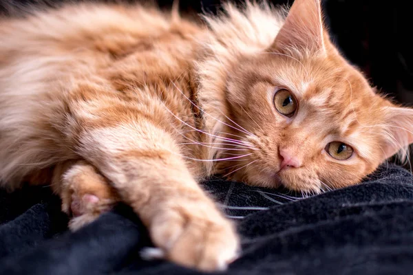 close up of a lounging orange tabby cat