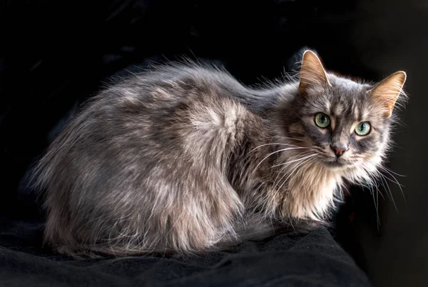 Hermoso Gato Gris Pequeño Peludo Sobre Fondo Negro —  Fotos de Stock