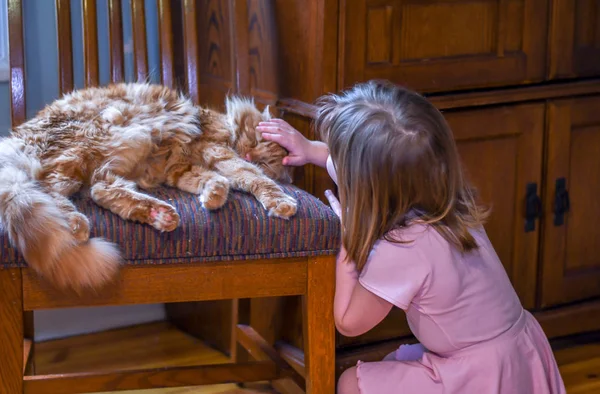 Klein Meisje Roze Huisdieren Een Slapende Kat Een Stoel — Stockfoto